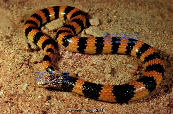 : Southern desert banded snake : Southern desert banded snake