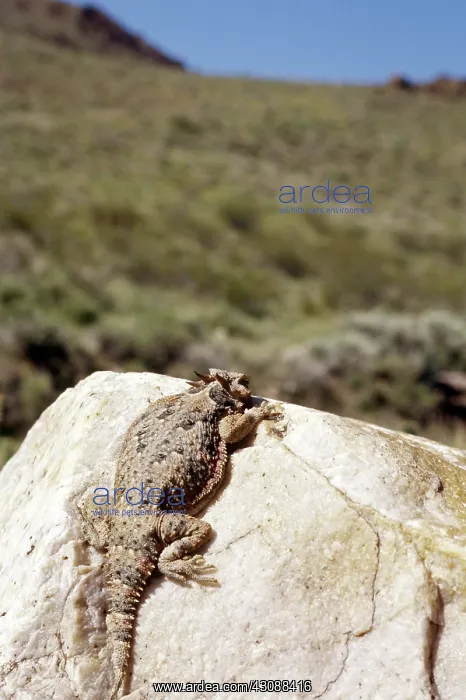: Southern Desert Horned Lizard : Southern Desert Horned Lizard