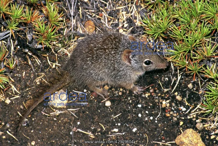 : Southern dibbler.(Parantechinus apicalis) IUCN : Southern dibbler.(Parantechinus apicalis) IUCN