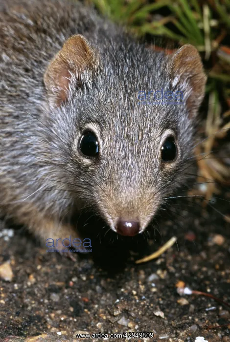 : Southern dibbler.(Parantechinus apicalis) IUCN : Southern dibbler.(Parantechinus apicalis) IUCN