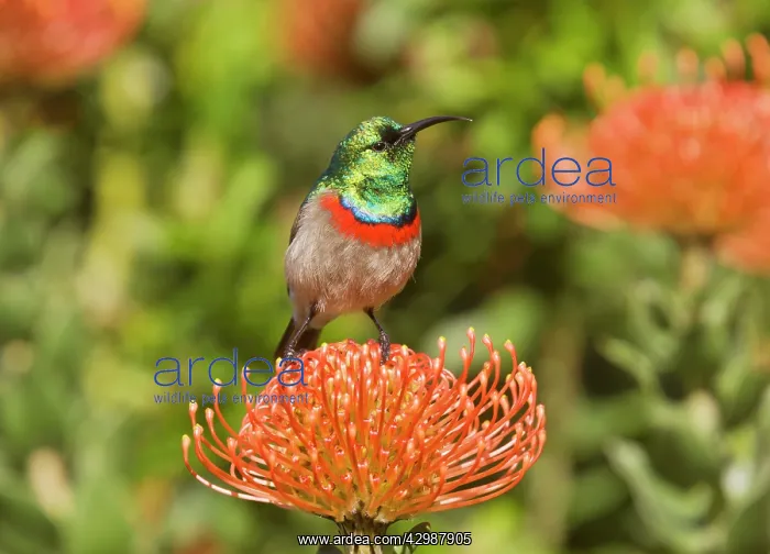 : Southern Double-collared Sunbird / Lesser Double-collared : Southern Double-collared Sunbird / Lesser Double-collared