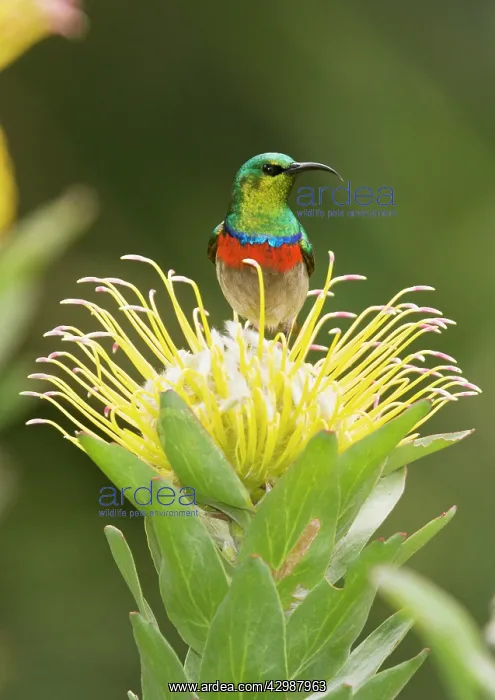 : Southern Double-collared Sunbird / Lesser Double-collared : Southern Double-collared Sunbird / Lesser Double-collared