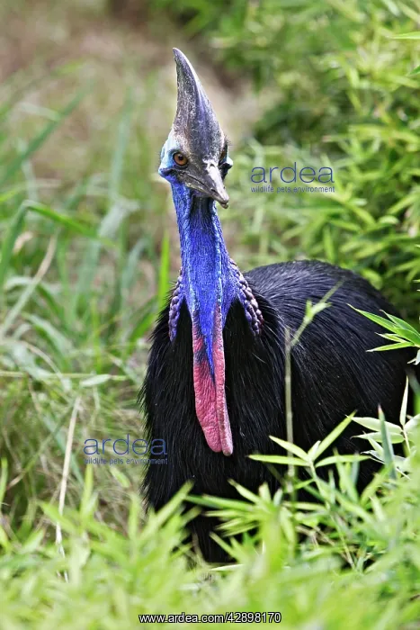 : Southern / Double-wattled Cassowary : Southern / Double-wattled Cassowary