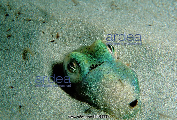: Southern dumpling squid has a luminescent light : Southern dumpling squid has a luminescent light