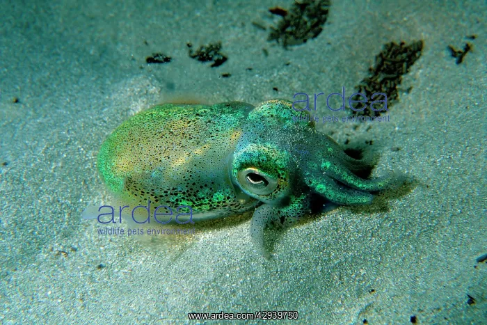 : Southern dumpling squid has a luminescent light : Southern dumpling squid has a luminescent light