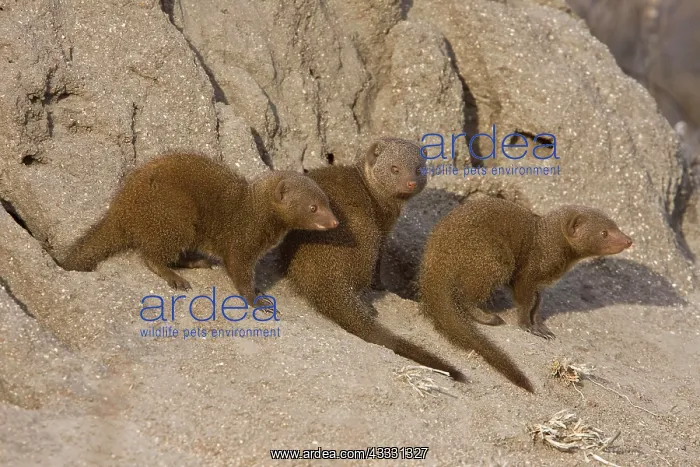: Southern Dwarf Mongoose, Southern Dwarf Mongoose : Southern Dwarf Mongoose, Southern Dwarf Mongoose