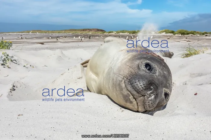 : Southern Elephant Sea - Sea Lion Island - Falkland : Southern Elephant Sea - Sea Lion Island - Falkland