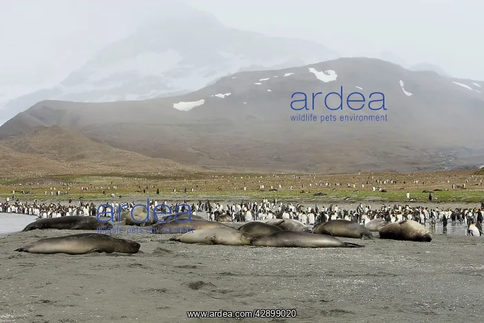 : Southern Elephant Seal : Southern Elephant Seal