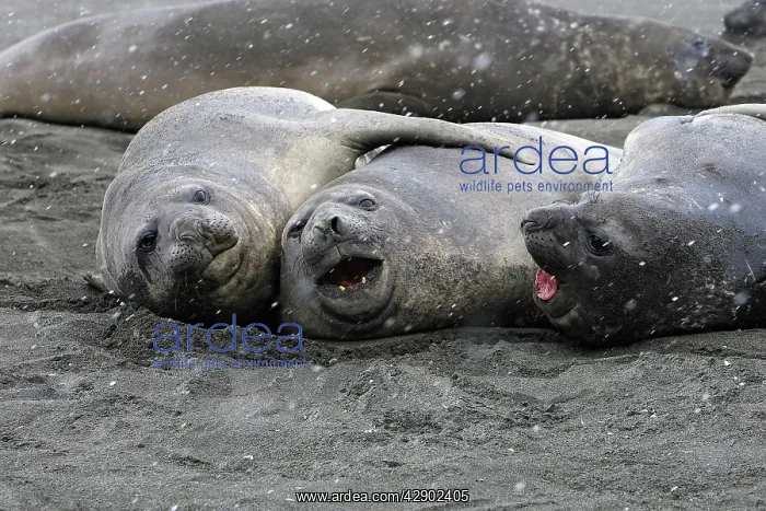 : Southern Elephant Seal : Southern Elephant Seal