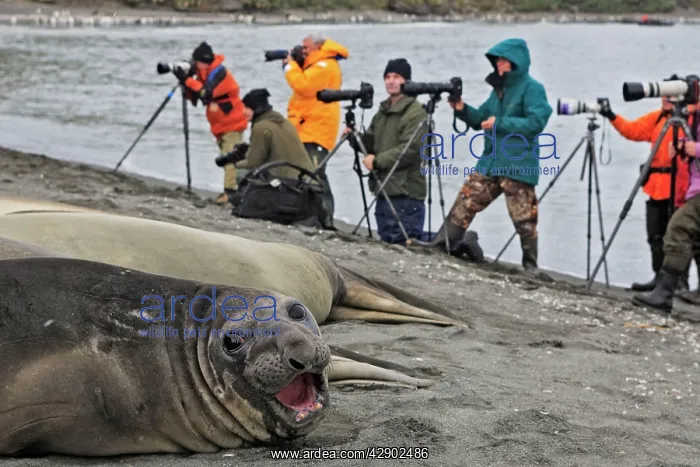 : Southern Elephant Seal : Southern Elephant Seal