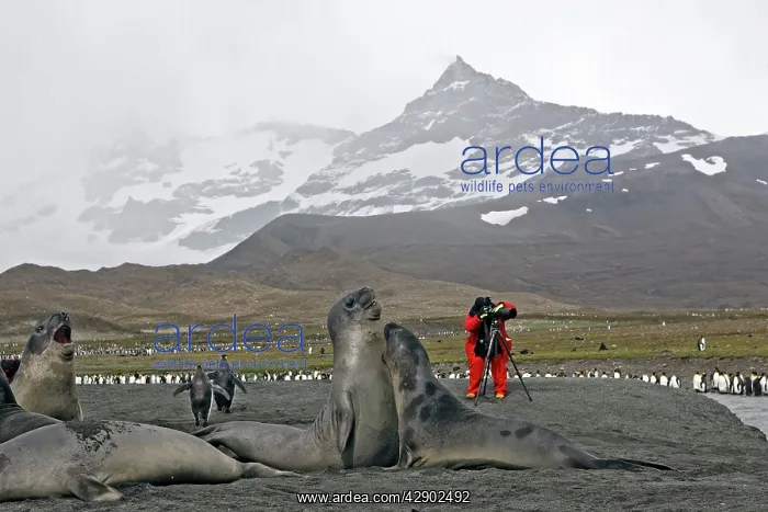 : Southern Elephant Seal : Southern Elephant Seal