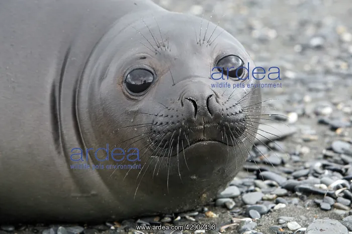 : Southern Elephant Seal : Southern Elephant Seal