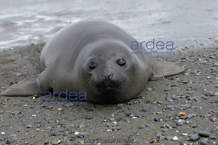  : Southern Elephant Seal