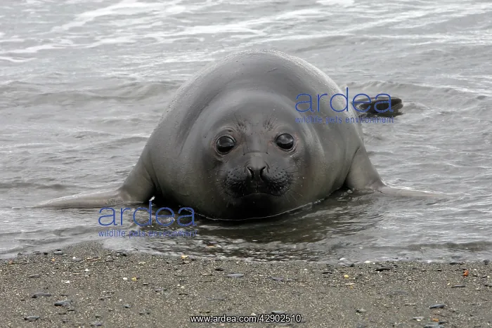 : Southern Elephant Seal : Southern Elephant Seal