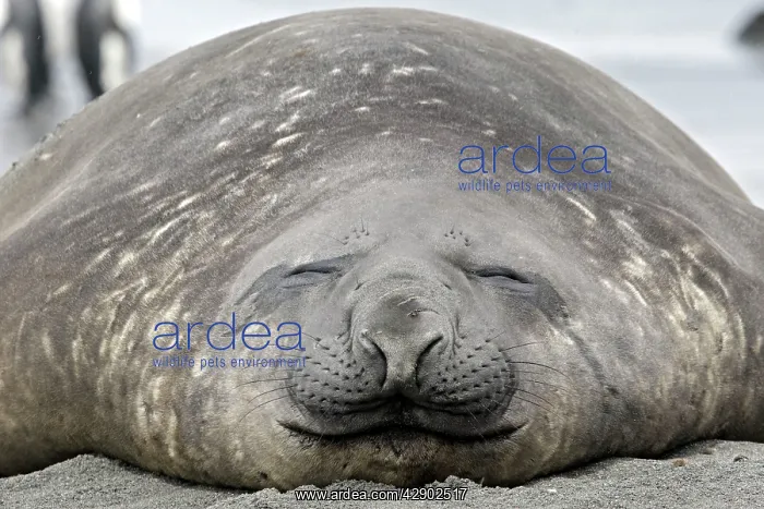 : Southern Elephant Seal : Southern Elephant Seal