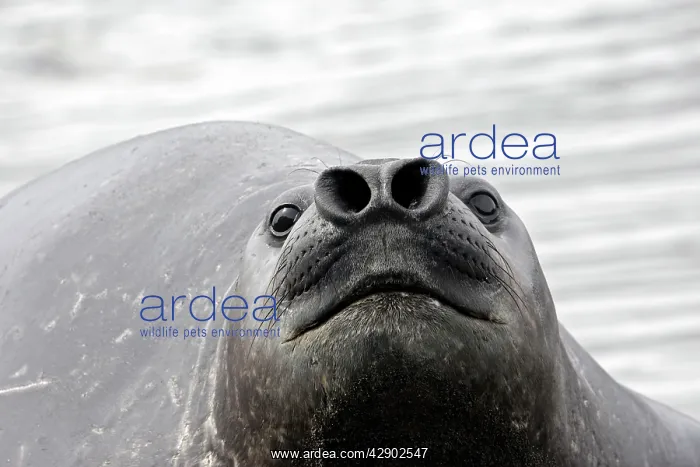 : Southern Elephant Seal : Southern Elephant Seal
