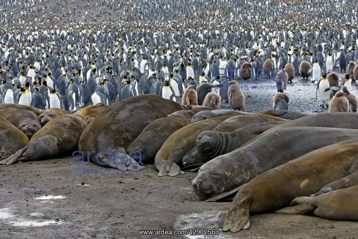 : Southern Elephant Seal : Southern Elephant Seal