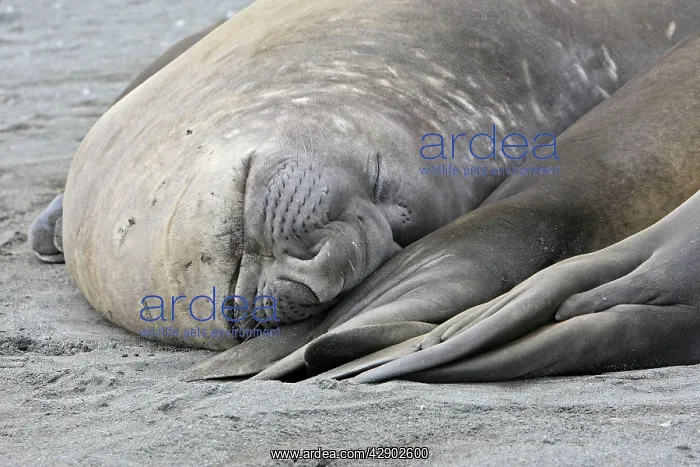 : Southern Elephant Seal : Southern Elephant Seal