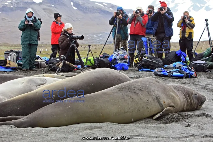 : Southern Elephant Seal : Southern Elephant Seal