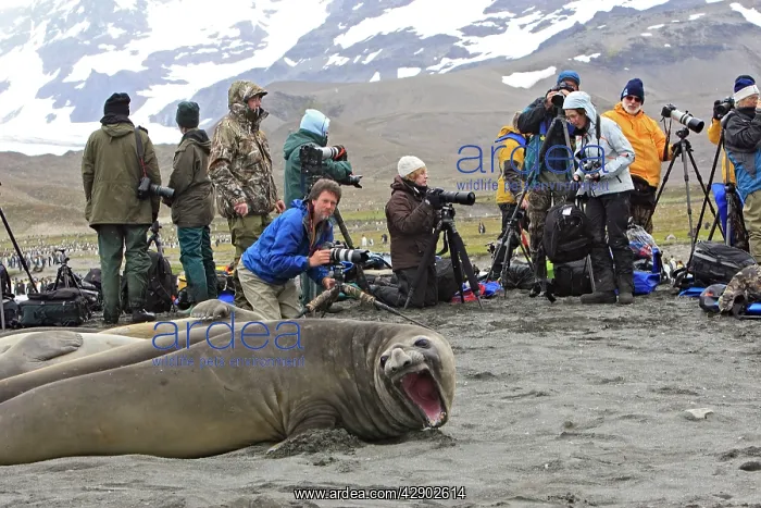 : Southern Elephant Seal : Southern Elephant Seal