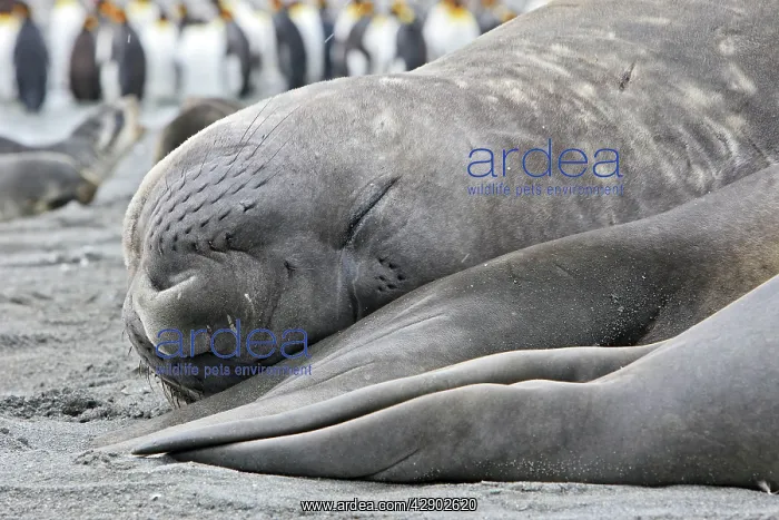 : Southern Elephant Seal : Southern Elephant Seal