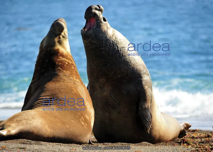 : Southern Elephant Seal : Southern Elephant Seal