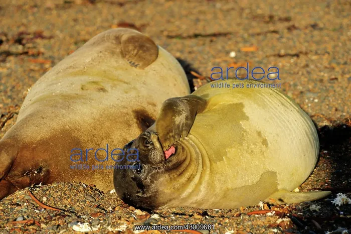 : Southern Elephant Seal : Southern Elephant Seal