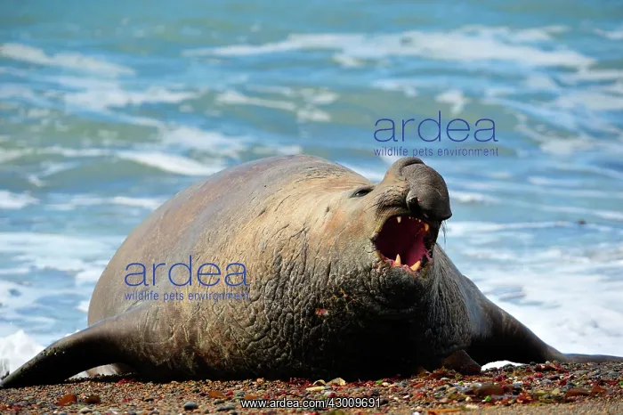: Southern Elephant Seal : Southern Elephant Seal
