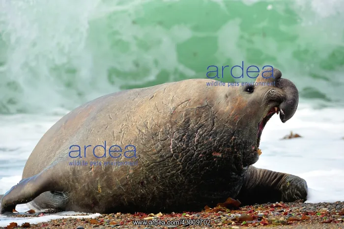 : Southern Elephant Seal : Southern Elephant Seal
