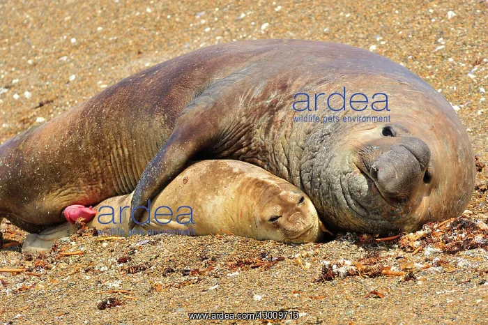 : Southern Elephant Seal : Southern Elephant Seal