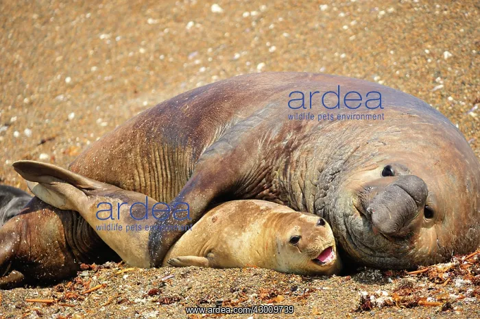 : Southern Elephant Seal : Southern Elephant Seal