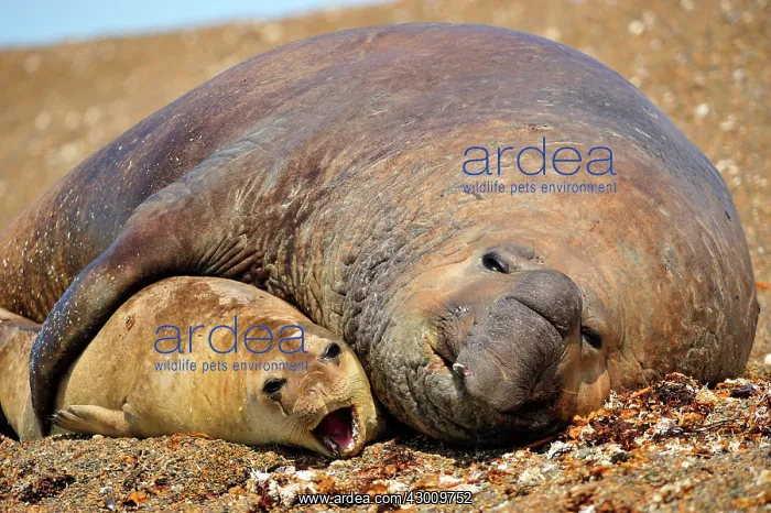 : Southern Elephant Seal : Southern Elephant Seal
