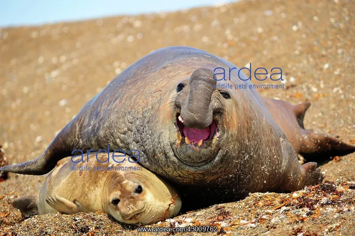 : Southern Elephant Seal : Southern Elephant Seal