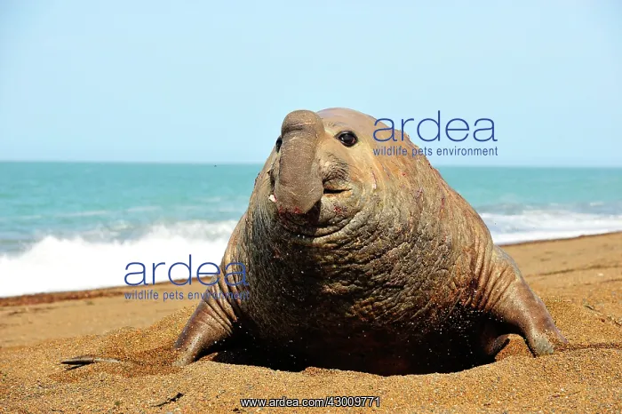 : Southern Elephant Seal : Southern Elephant Seal