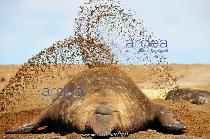  : Southern Elephant Seal