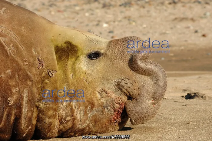 : Southern Elephant Seal : Southern Elephant Seal