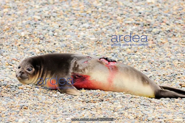 : Southern Elephant Seal : Southern Elephant Seal