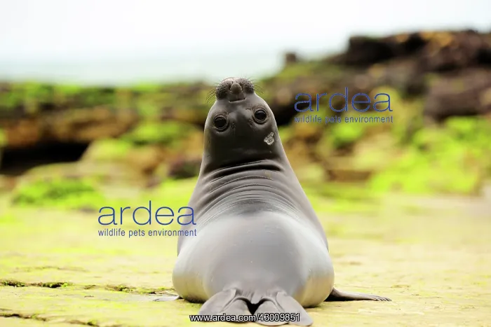 : Southern Elephant Seal : Southern Elephant Seal