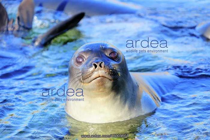 : Southern Elephant Seal : Southern Elephant Seal