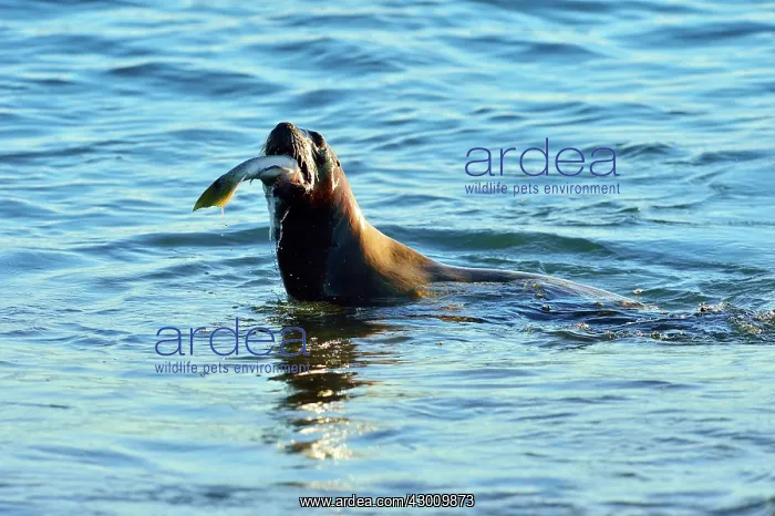 : Southern Elephant Seal : Southern Elephant Seal