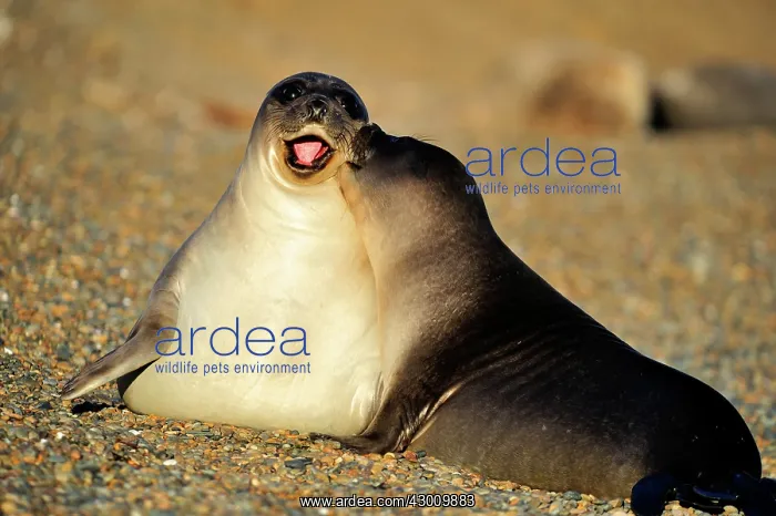 : Southern Elephant Seal : Southern Elephant Seal