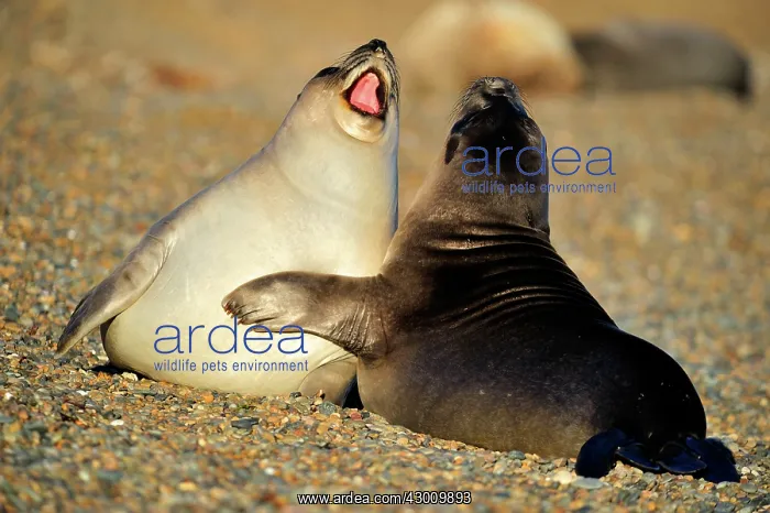  : Southern Elephant Seal