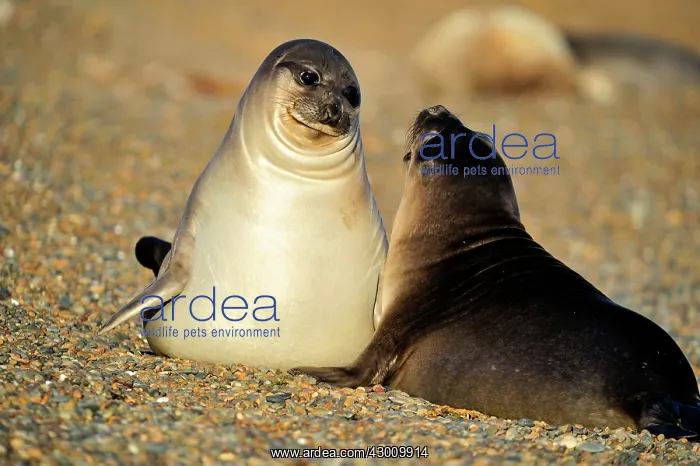 : Southern Elephant Seal : Southern Elephant Seal