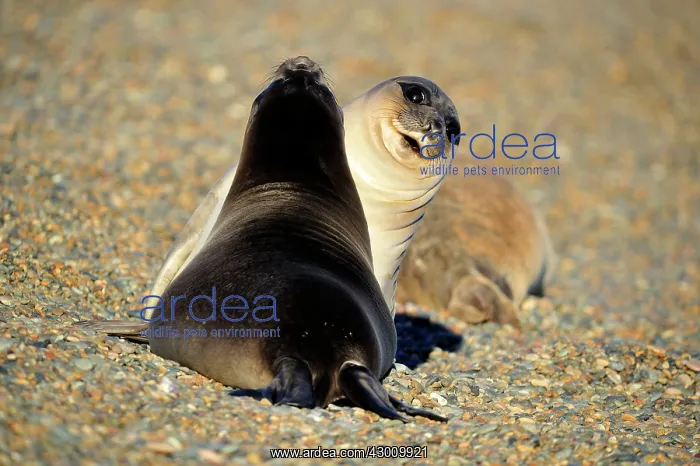: Southern Elephant Seal : Southern Elephant Seal
