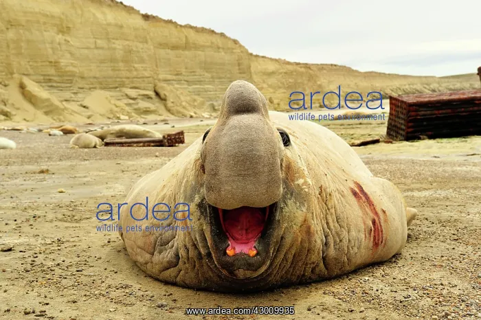 : Southern Elephant Seal : Southern Elephant Seal