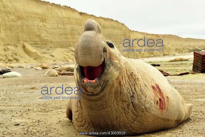 : Southern Elephant Seal : Southern Elephant Seal
