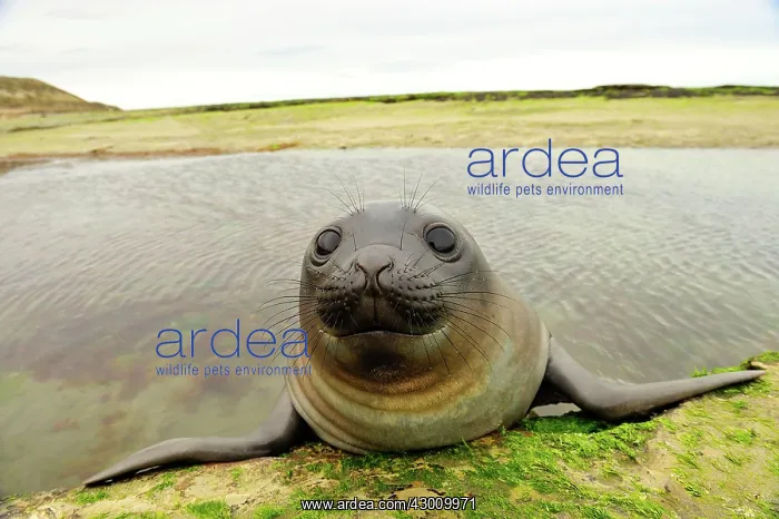  : Southern Elephant Seal