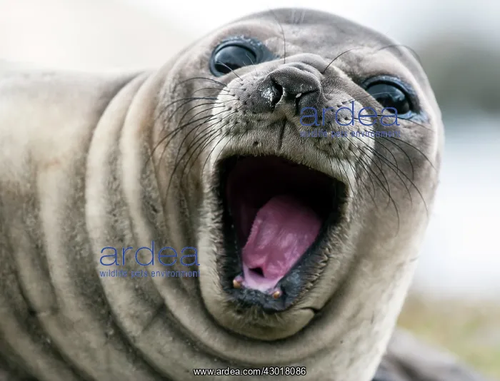  : Southern Elephant Seal