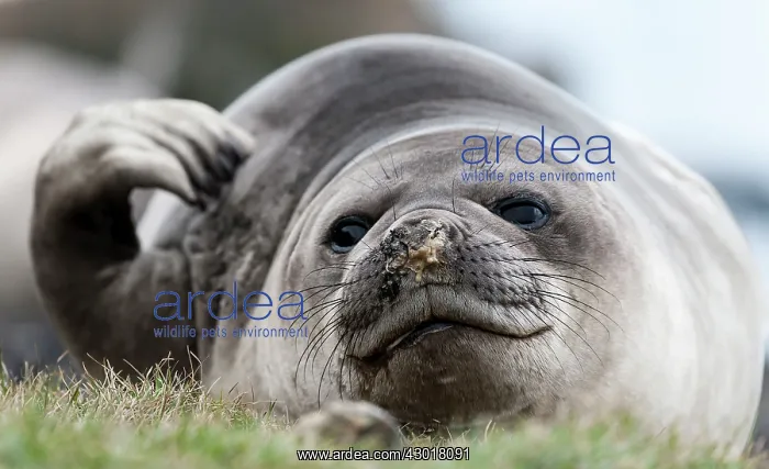  : Southern Elephant Seal