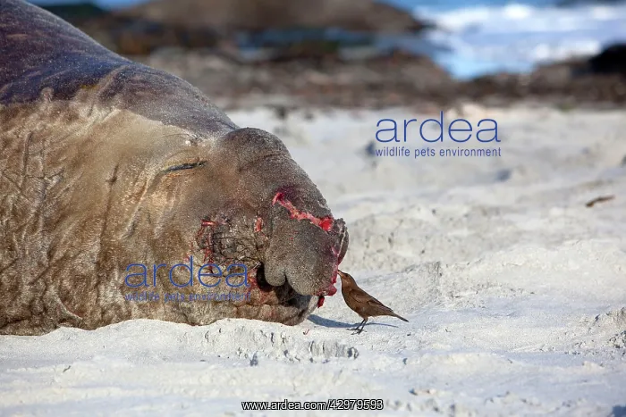 : Southern Elephant Seal - with Blackish Cinclodes : Southern Elephant Seal - with Blackish Cinclodes